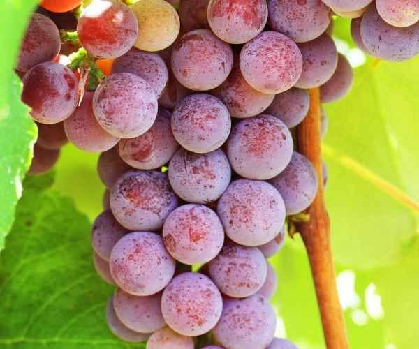 Fruits in season in October: Catawba Grapes