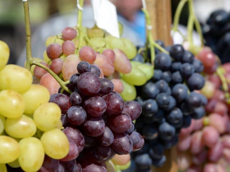 August seasonal produce: grapes hanging on the vine