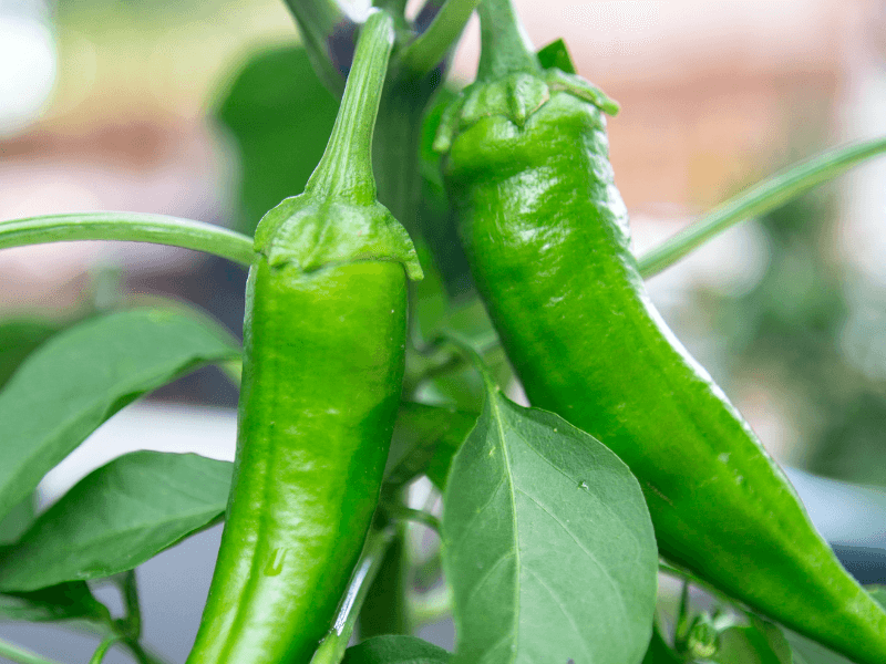vegetables in season in September: Anaheim peppers