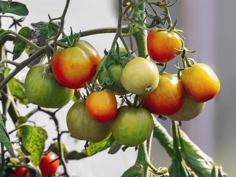 fruits in season in September: tomatoes.  
