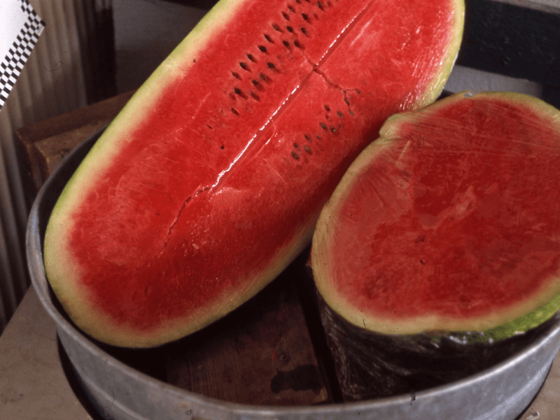 watermelons are fall fruits and vegetables. 